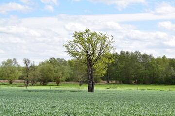 swamp trees in spring green landscape