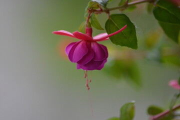 Hängende Fuchsienblüte-Tropische Eleganz