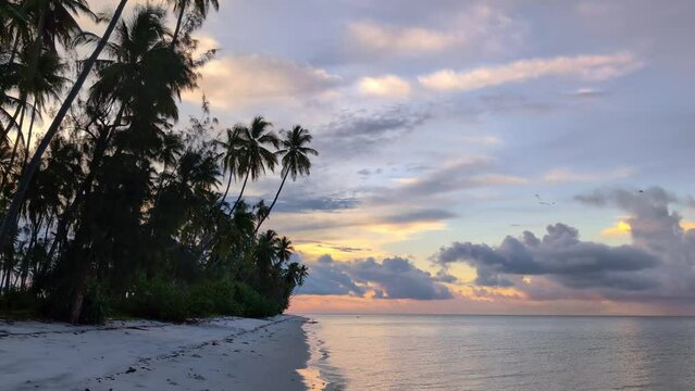 Coconut palm trees on empty tropical beach during sunset with calm ocean and crabs near the water