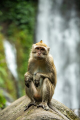 Indonesian macaque sitting on a stone