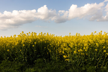Yellow rapeseed field at the sunset.