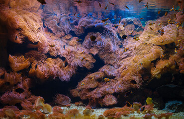 Tropical fish in aquarium in zoo