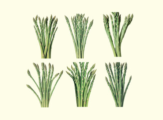 Illustration of vintage a asparagus