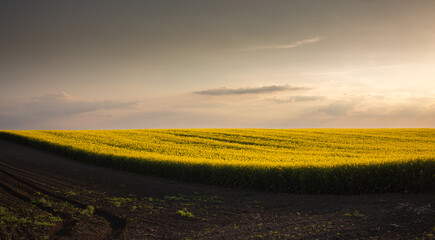 Yellow rapeseed field at the sunset. - 786123130