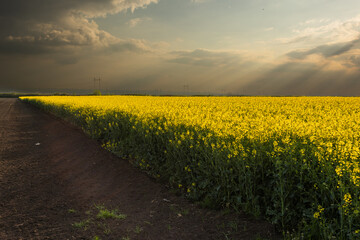Yellow rapeseed field at the sunset. - 786123351