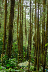 Fototapeta premium forest in spring