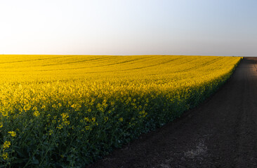 Yellow rapeseed field at the sunset. - 786123763