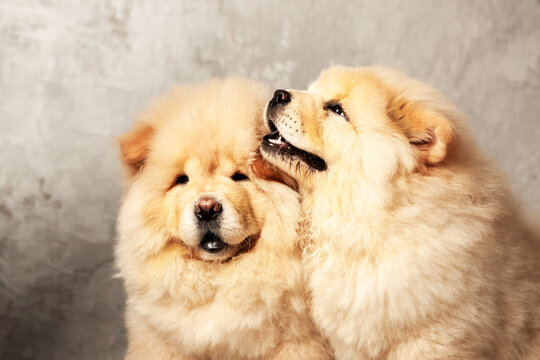 Two Cute fluffy chow puppies of light beige color on a gray background, with concrete texture, studio shot. Highly purebred Chow puppies, breeding Chow breed.