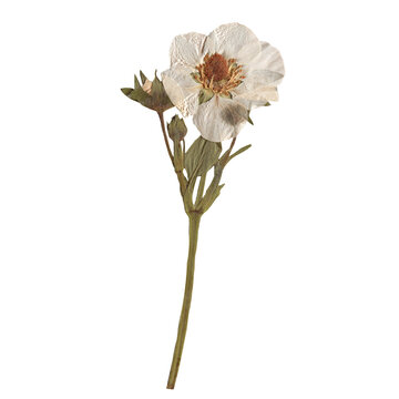 Fototapeta Isolated Pressed and dried White flower. Aesthetic scrapbooking Dry plants