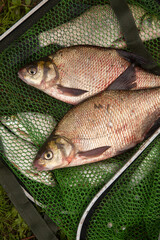Two big freshwater common bream fish on green fishing net..