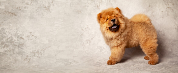 Cute fluffy red chow puppy, studio shot on a gray background of concrete texture. 