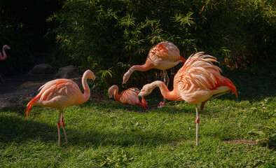 Pink Flamingo at Frankfurt Zoo, sunset time