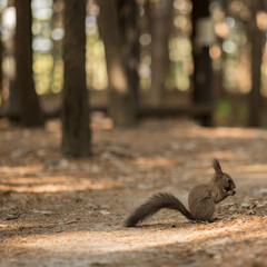 squirrel in the park