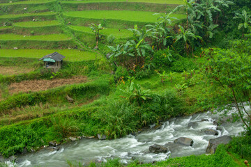 Fototapeta na wymiar You can see there stretches of terraced rice fields, banana plants and clear river flows that still exist in the Puncak area, Bogor, West Java, Indonesia