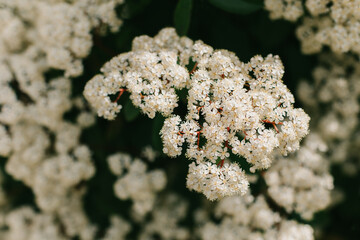 Beautiful white blossom of Fotiniya in a spring garden.