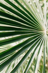 Fresh palm leaf in a sunlight. Concept green plant background.
