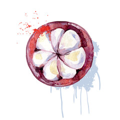 Hand Drawn Watercolor Mangosteen Fruit. Vector illustration. - 786128929