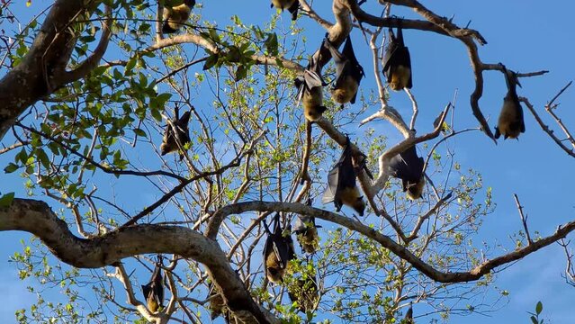 Flying foxes or fruit bats colony on tree branches during the day in Africa