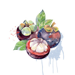 Hand Drawn Watercolor Mangosteen Fruit. Vector illustration. - 786129114