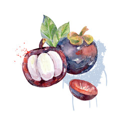 Hand Drawn Watercolor Mangosteen Fruit. Vector illustration. - 786129531