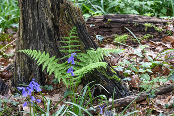 bois environnement foret nature fleurs printemps souche fougere