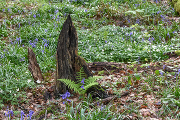 bois environnement foret nature fleurs printemps souche fougere