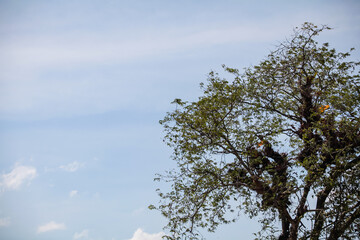 Green trees and blue sky. Branch of tree is beautiful bright green leaf and It is refresh for looking on summer time.