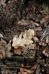 fallen autumn leaves