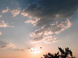 Sunset, clouds and the bird