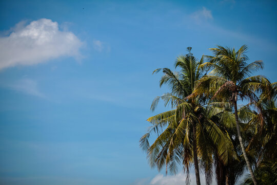 Idyllic looking green tropical palm trees on a clear sunny summer day with a blue sky.