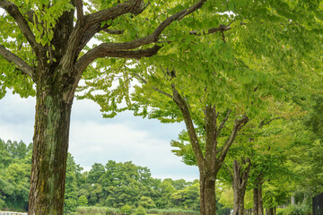 緑豊かな夏の並木【浮間公園・7月】日本板橋区