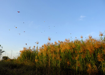 Beautiful scene at Ho Chi Minh city countryside, relax at weekend by fly a kite, kites on blue sky, reeds fower bloom so nice