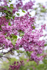 Obraz premium Lilac flowers blooming branch. Garden spring plant, Nature