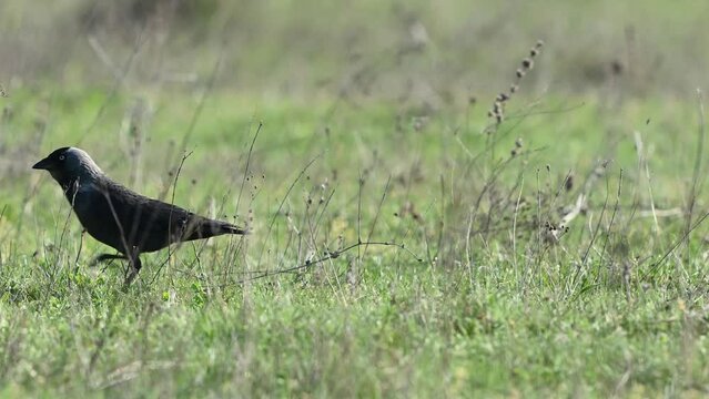 Rook corvus frugilegus in the wild standing in the grass.