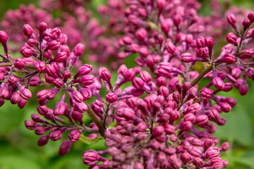 Lilac flowers blooming branch. Garden spring plant, Nature flower bud