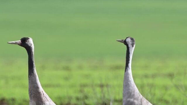 Two common crane Grus grus. Close up. A bird on a green background. Wild birds cranes are resting on the field.