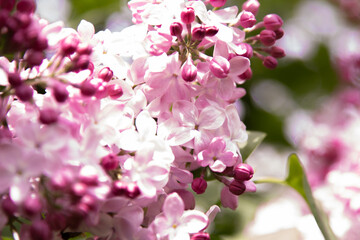 Lilac flowers bloom branch. Garden spring plant, Nature