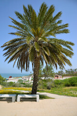 large spreading palm tree and benches under it in a park, with a Mediterranean beach in the background