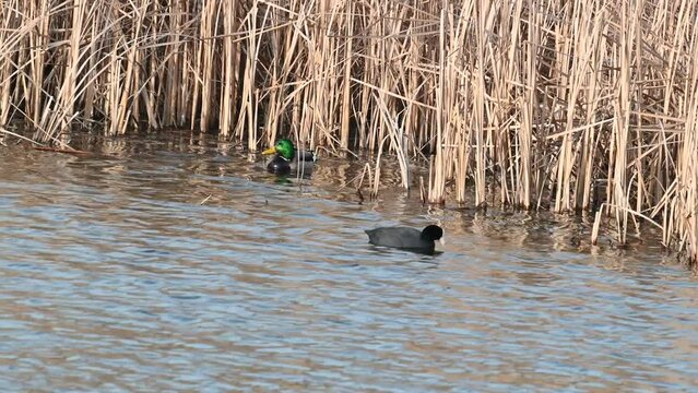 Eurasian Coot Fulica atra. A bird is swimming on the lake. Slow motion. Wild ducks.