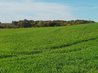 green grass and blue sky