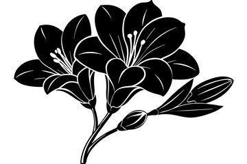 Freesia vector silhouette 