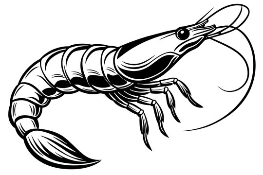 recommend clip art: shrimp vector silhouette 