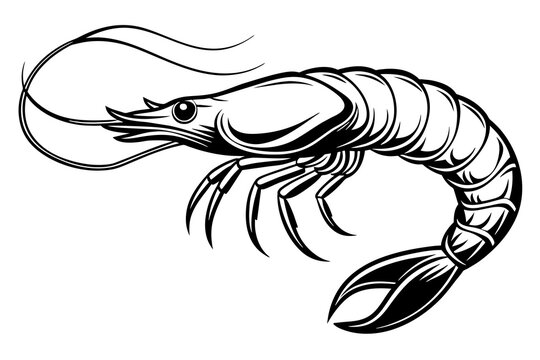recommend clip art: shrimp vector silhouette 