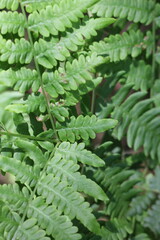 Green ferns in the forest