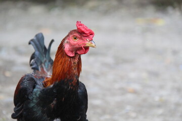 Red-headed and black-bodied native chicken with blurred background