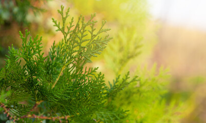 Abstract blurred background with fresh green leaves and evergreen branches. Young twigs of evergreen. Thuja green leaves with copy space and bokeh light