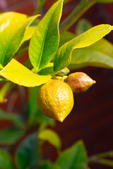 Lemon tree with two yellow lemons to harvest...