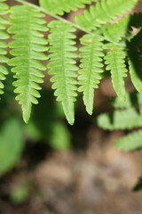 fern leaf in the forest