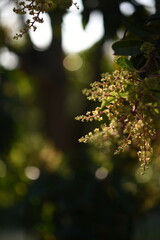 The mango flowers is blooming in a farm