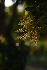 The mango flowers is blooming in a farm